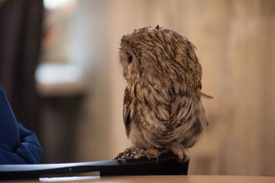 Close-up of owl perching on finger