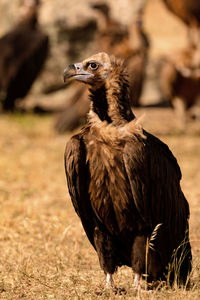 Close-up of a bird looking away