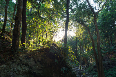 Sunlight streaming through trees in forest