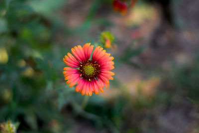 High angle view of flower on field