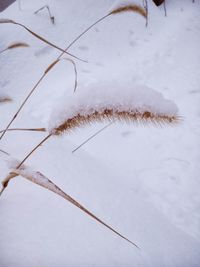 Snow covered landscape