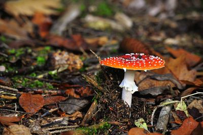 Fliegenpilz / fly agaric