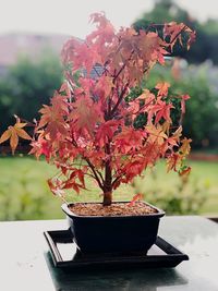 Close-up of potted plant on table