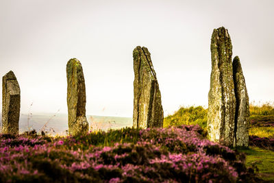 Close-up of fresh flowers in field against sky