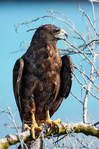 Portrait of the raptor on the galapagos island