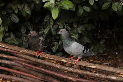 Close-up of pigeons perching on wood