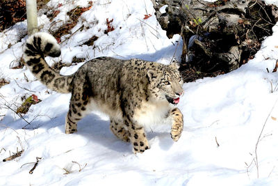 Snow leopard walking on snowfield