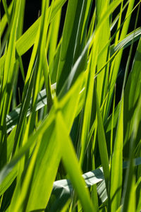 Full frame shot of plants growing on field