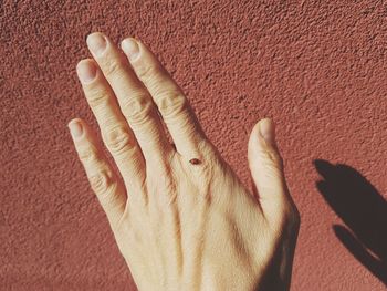 Cropped hand with tiny insect against brown wall