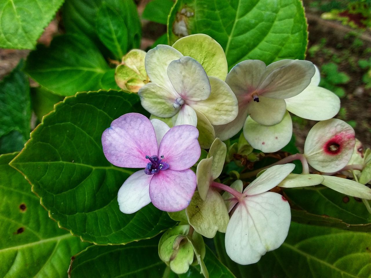 CLOSE-UP OF FLOWERING PLANTS