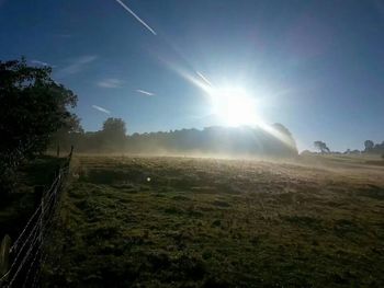 Sun shining through trees on landscape