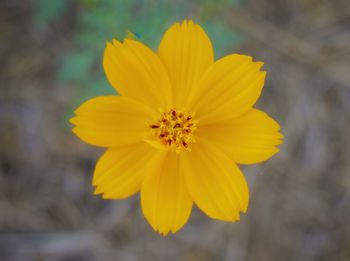 Close-up of yellow flower