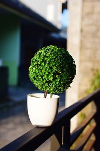 Close-up of small potted plant against window