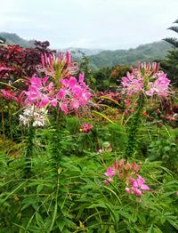 Close-up of pink flowering plants