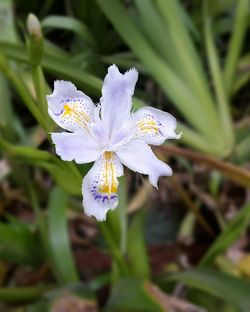 Close-up of white flowers blooming outdoors