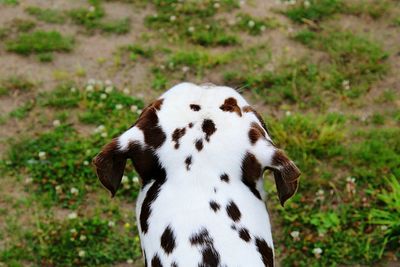 Rear view of dog on field