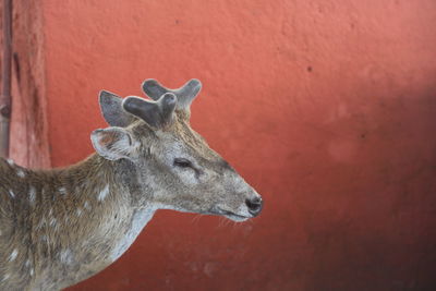 Close-up of deer against wall