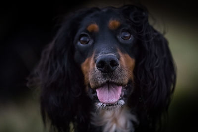 Close-up portrait of dog