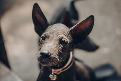 High angle portrait of dog outdoors