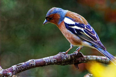 Close-up of bird perching on branch