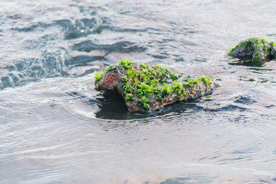 Close-up of rocks in sea