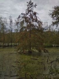 Trees growing in field against sky