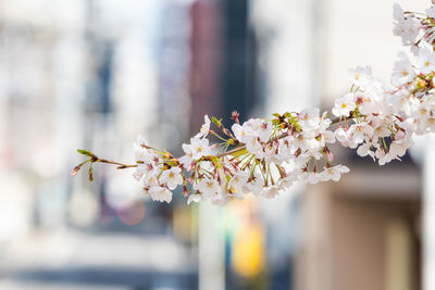 Close-up of cherry blossoms on tree