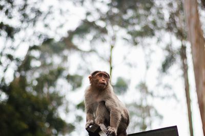 Portrait of monkey on tree against sky