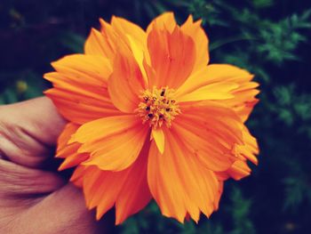 Close-up of hand holding yellow flower