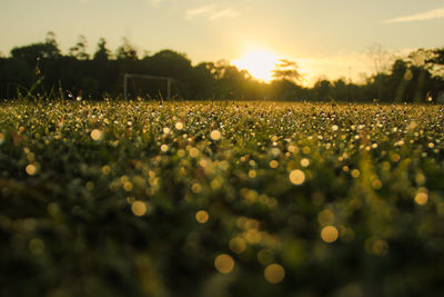 Close-up of field against sky during sunset