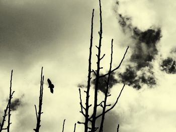 Low angle view of tree against sky