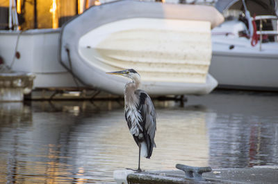 High angle view of gray heron perching at harbor