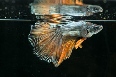 Close-up of fish swimming in sea