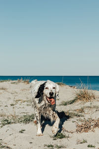 Dog on beach