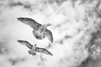 Low angle view of seagull flying in sky