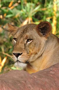 Close-up of a cat looking away