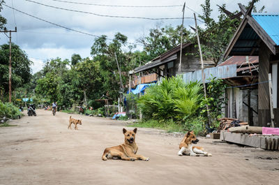 View of a dog