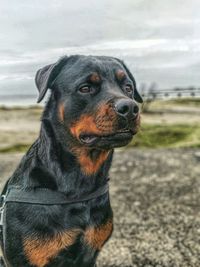 Close-up of dog looking away