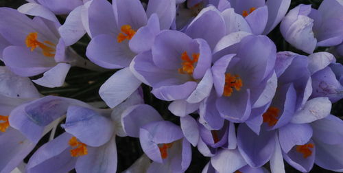 Close-up of flowers blooming outdoors