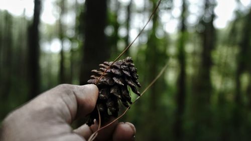 Close-up of hand holding dead plant in forest