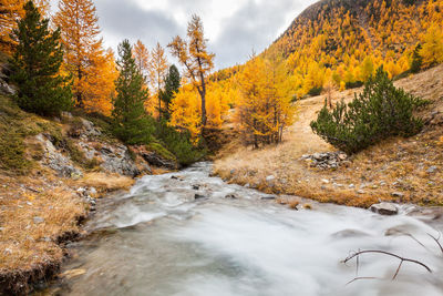 Scenic view of stream flowing in forest during autumn