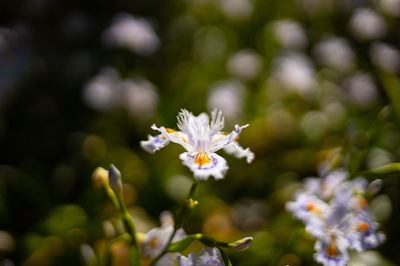 Close-up of white flowering plant