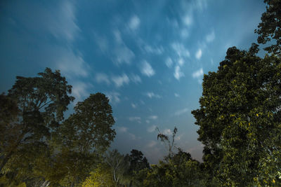 Low angle view of trees against sky