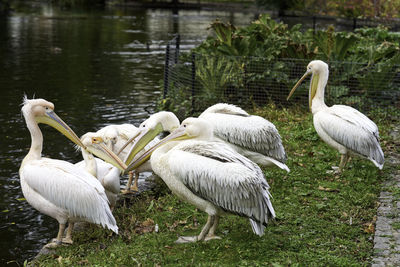 White swans in lake