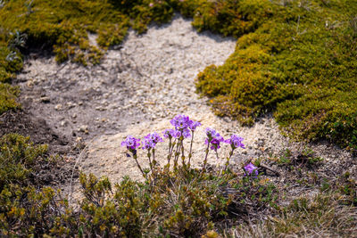 Close-up of purple flowering plants on land