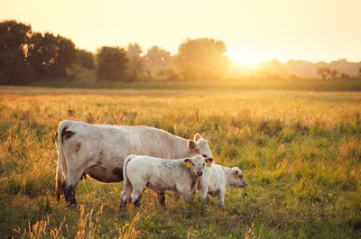 Cow with calves on grassy field during sunset