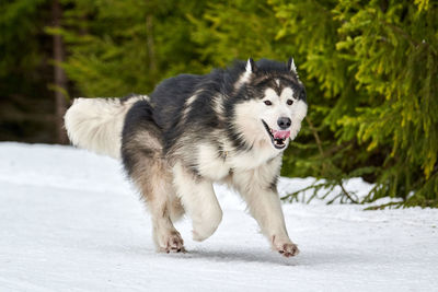 Running malamute dog on sled dog racing. winter dog sport sled team competition. alaskan malamute