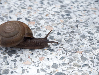 Close-up of snail