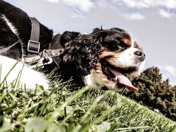 Close-up of dog on field