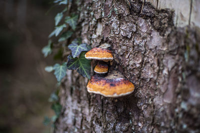 Close-up of mushroom growing on tree trunk